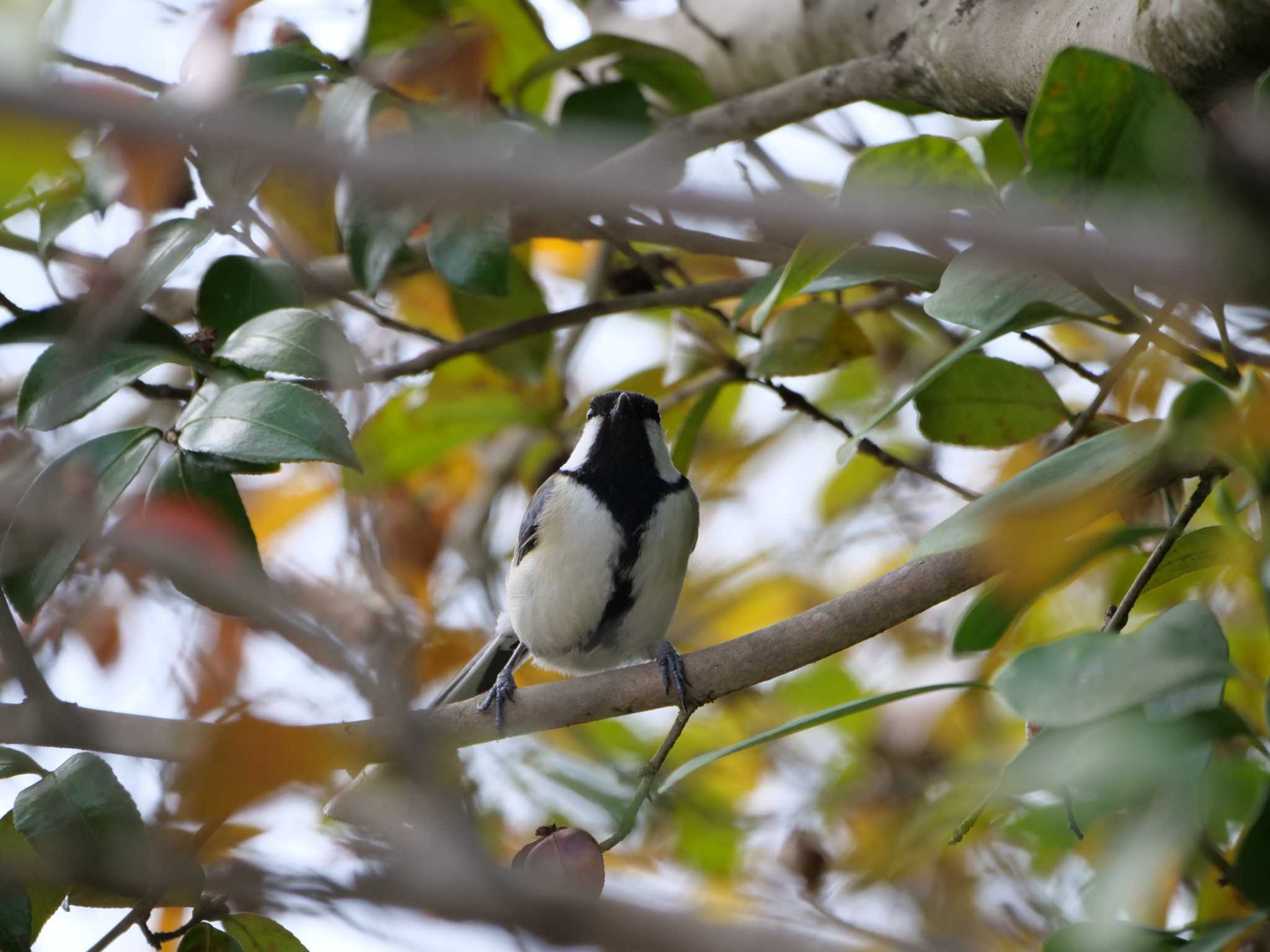 Photo of Japanese Tit at 自宅 by little birds