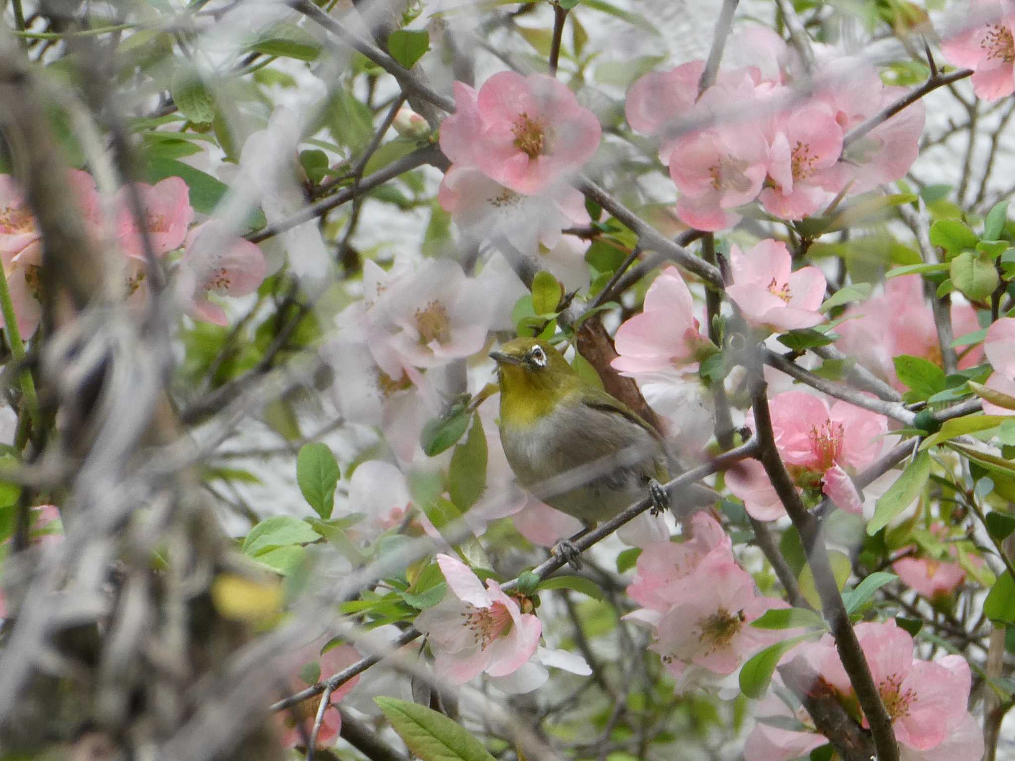 Photo of Warbling White-eye at 自宅 by little birds