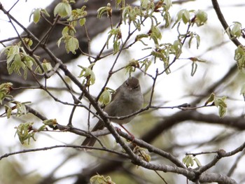 Japanese Bush Warbler 自宅 Sun, 4/2/2023