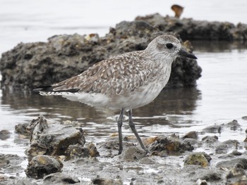 Grey Plover 兵庫県西宮市 Sun, 5/13/2018