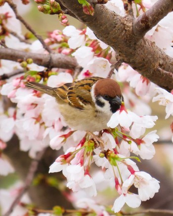 Eurasian Tree Sparrow 多摩川 Tue, 3/28/2023