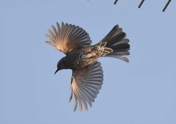 Brown-eared Bulbul Unknown Spots Mon, 4/3/2023