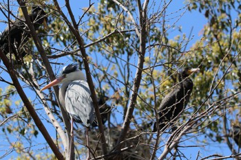 未同定 野鳥の楽園 2023年3月20日(月)