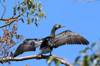 Great Cormorant 野鳥の楽園 Mon, 3/20/2023