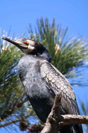 Great Cormorant 野鳥の楽園 Mon, 3/20/2023