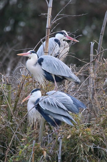 Wed, 3/1/2023 Birding report at 越谷サギコロニー