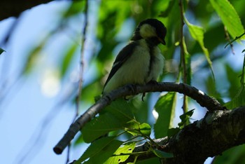 2018年5月22日(火) 野間の大ケヤキの野鳥観察記録