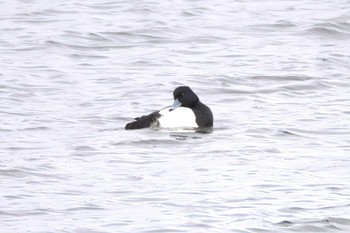 キンクロハジロ 大沼(宮城県仙台市) 2023年4月2日(日)