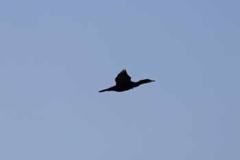 Great Cormorant 河川環境楽園 Tue, 1/17/2023