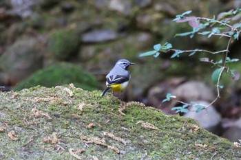 キセキレイ ひので野鳥の森自然公園 2023年4月2日(日)