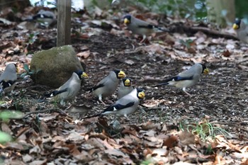 イカル ひので野鳥の森自然公園 2023年4月2日(日)