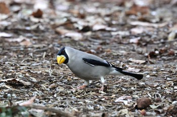 2023年4月2日(日) ひので野鳥の森自然公園の野鳥観察記録