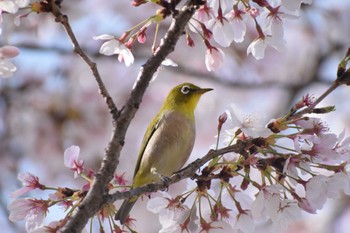 Warbling White-eye 久宝寺緑地公園 Sun, 4/2/2023