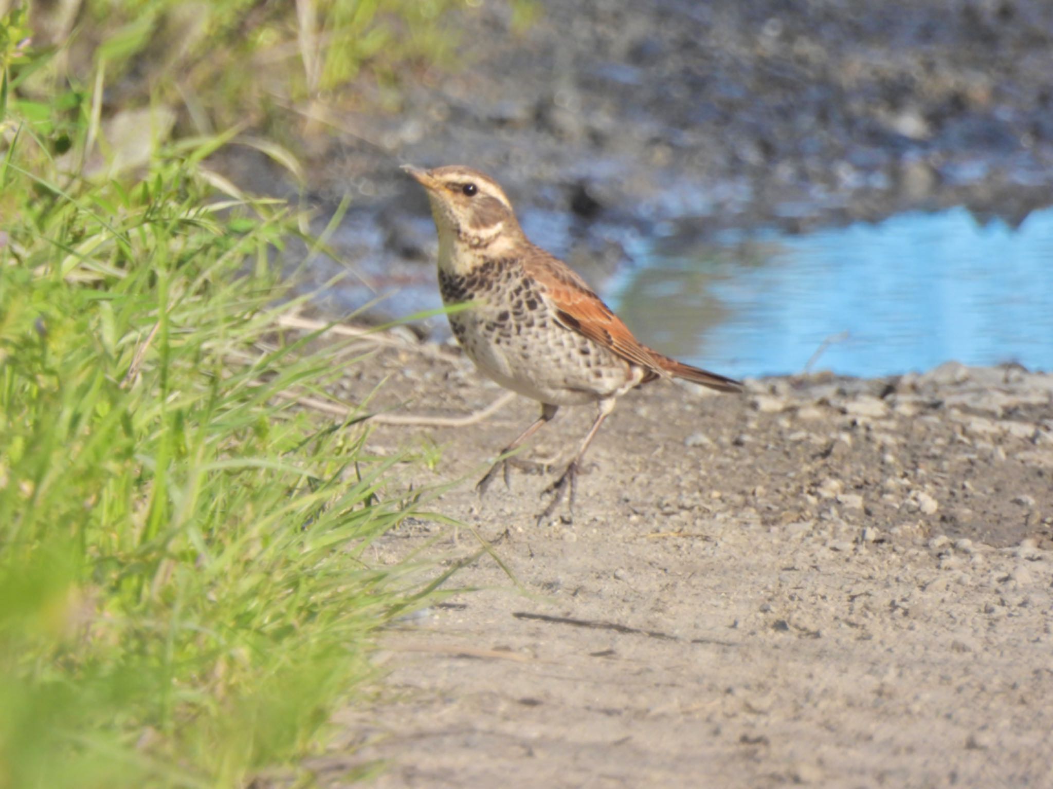 Dusky Thrush