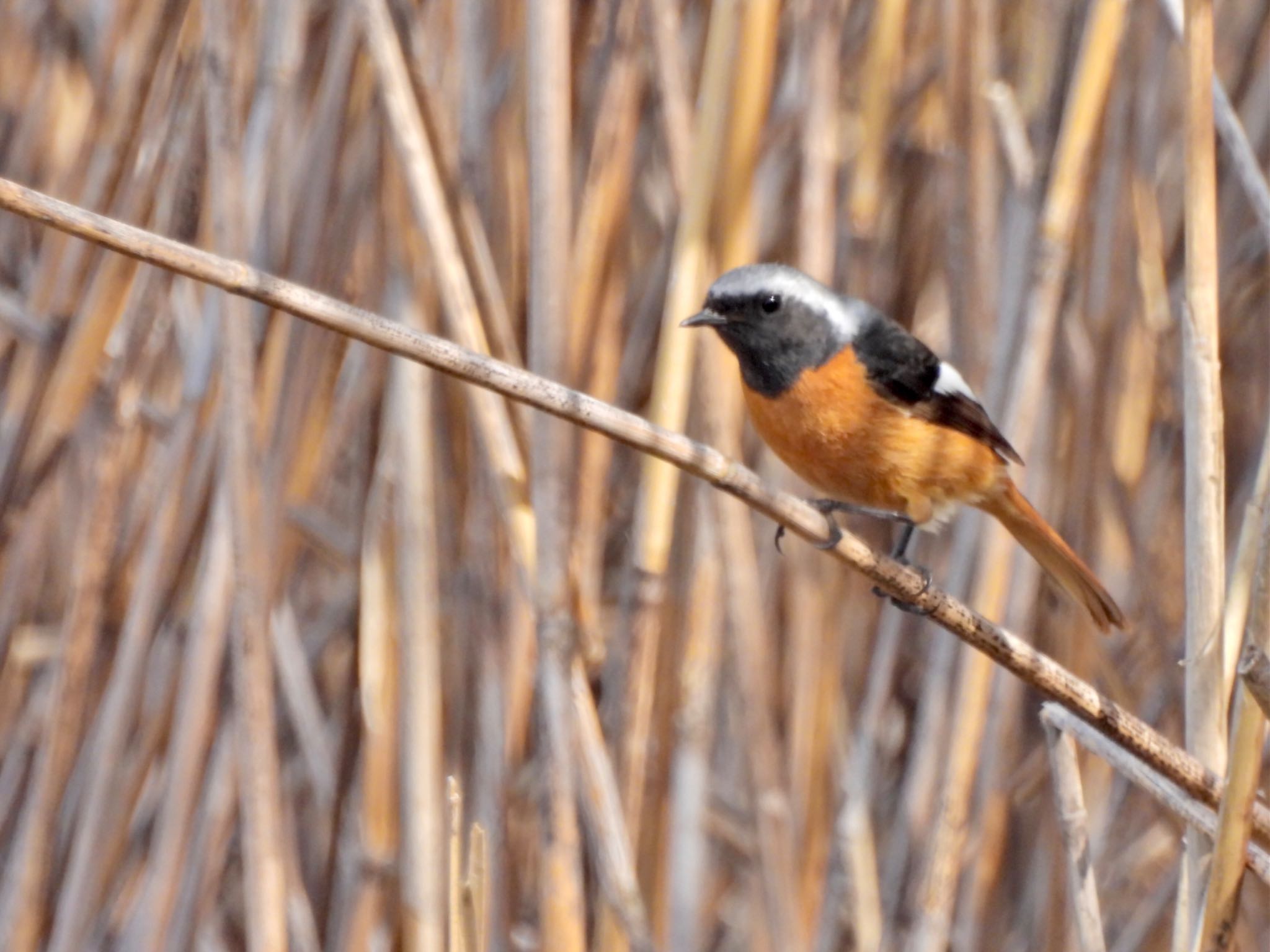 Daurian Redstart