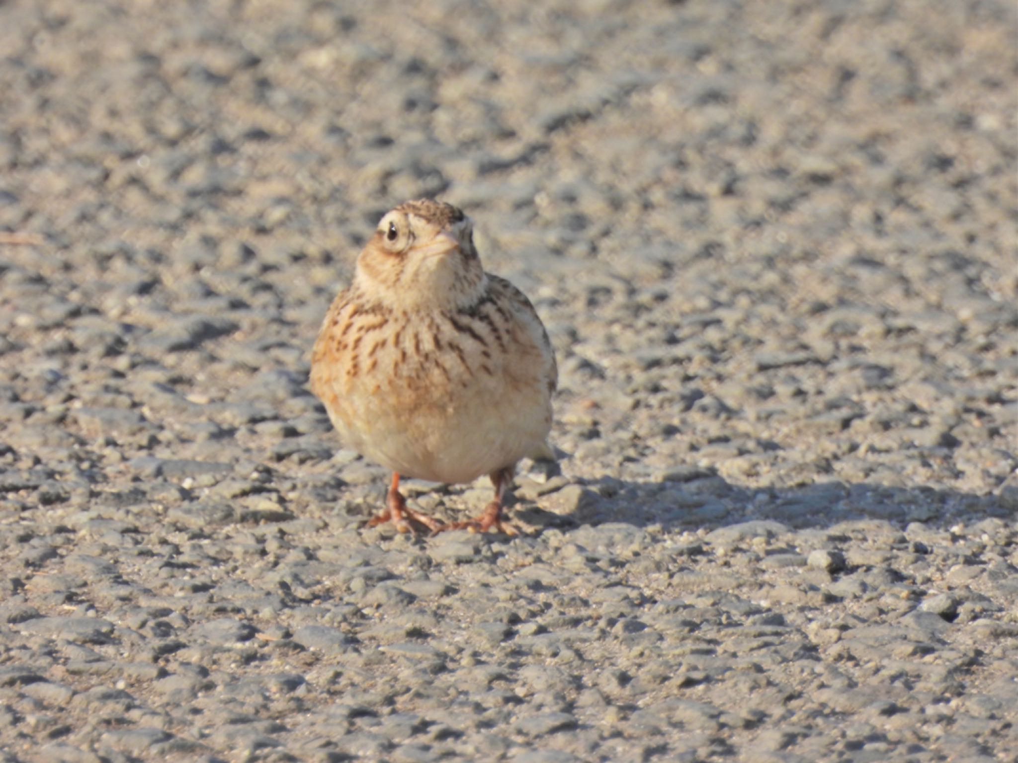 Eurasian Skylark