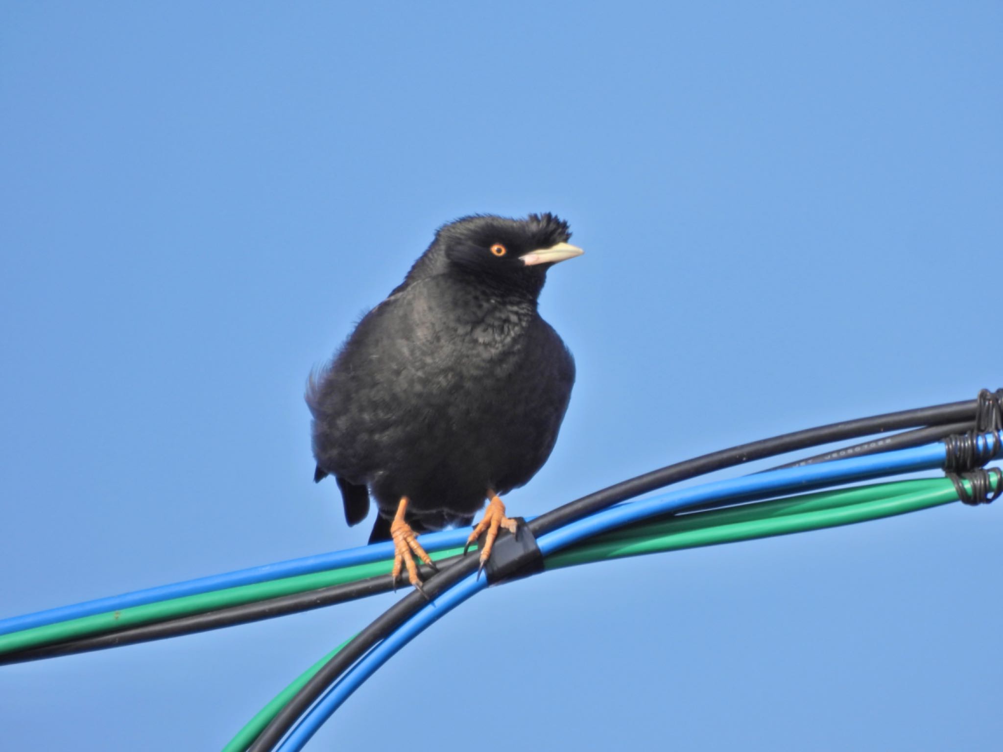 Crested Myna