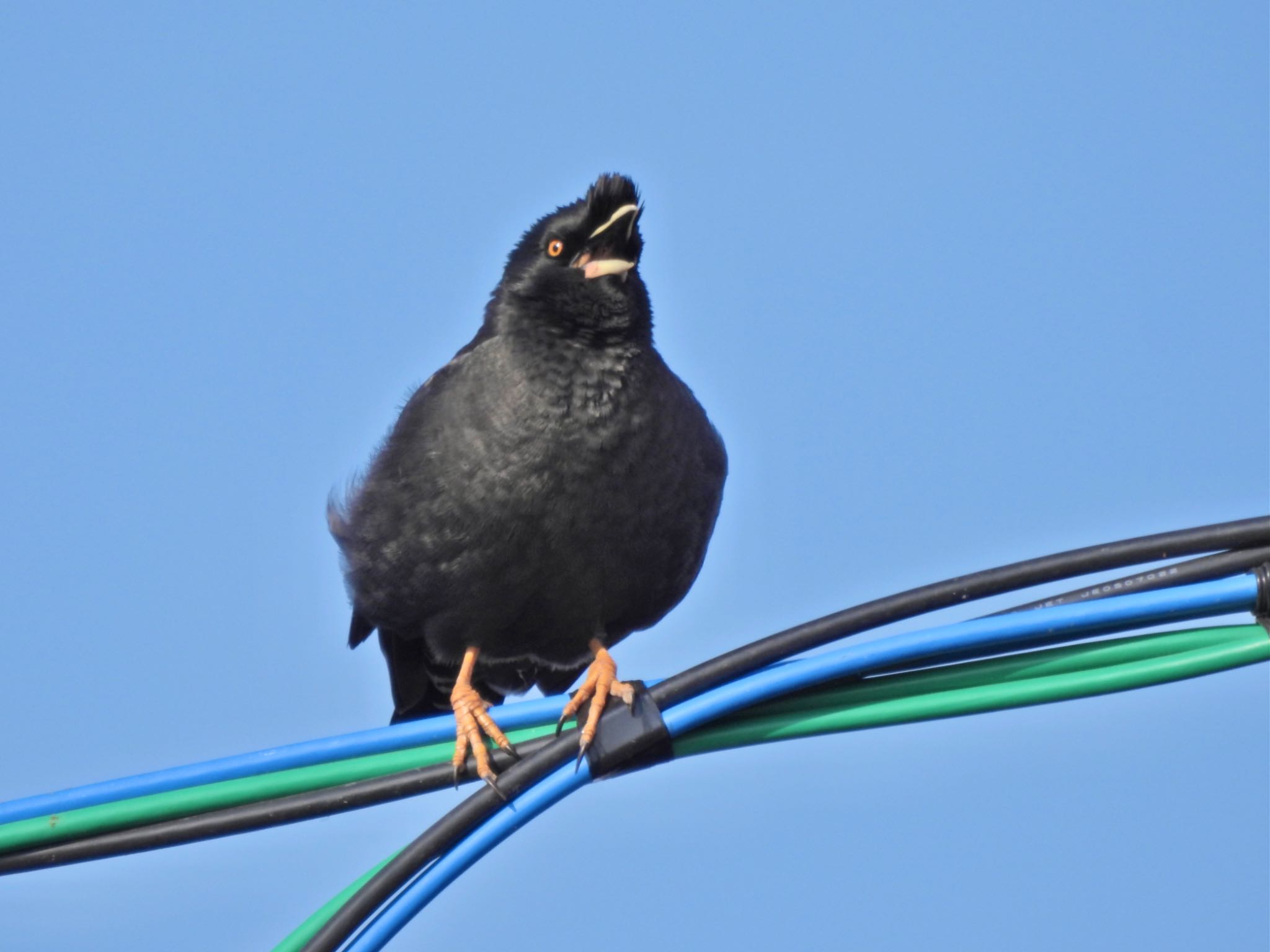 Crested Myna