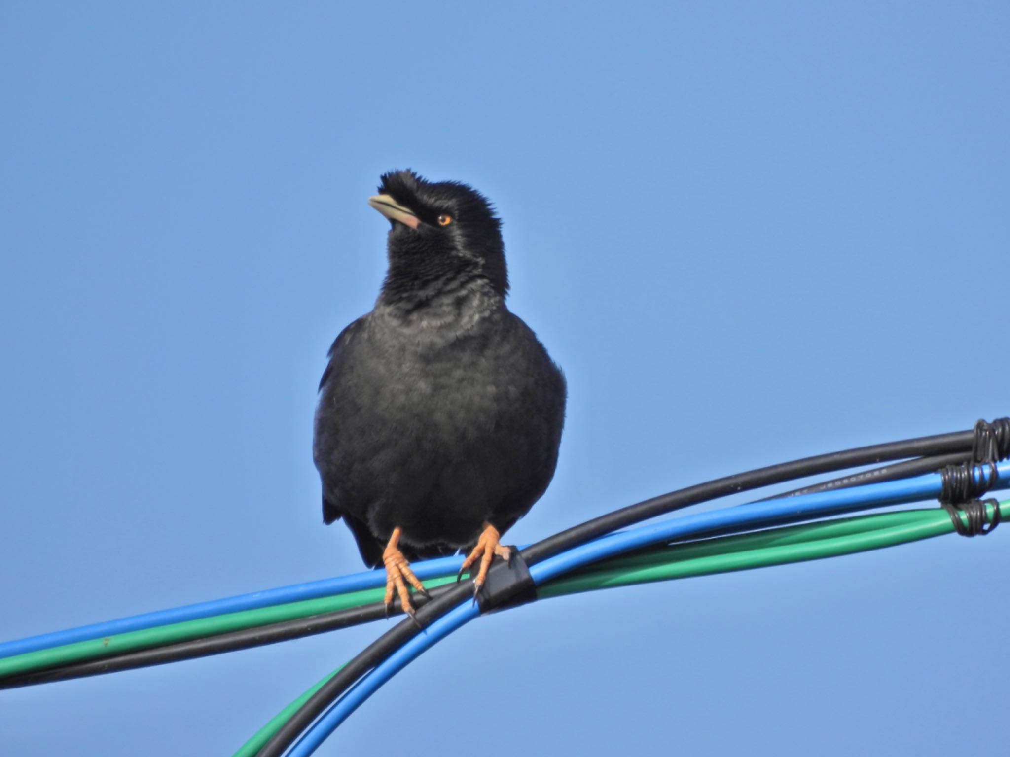 Crested Myna