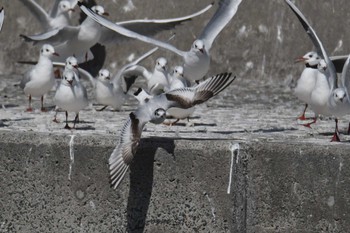 ヒメカモメ 銚子漁港 2023年3月11日(土)