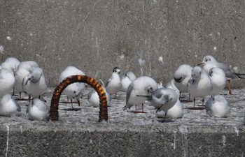 ヒメカモメ 銚子漁港 2023年3月11日(土)