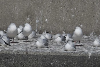 ヒメカモメ 銚子漁港 2023年3月11日(土)