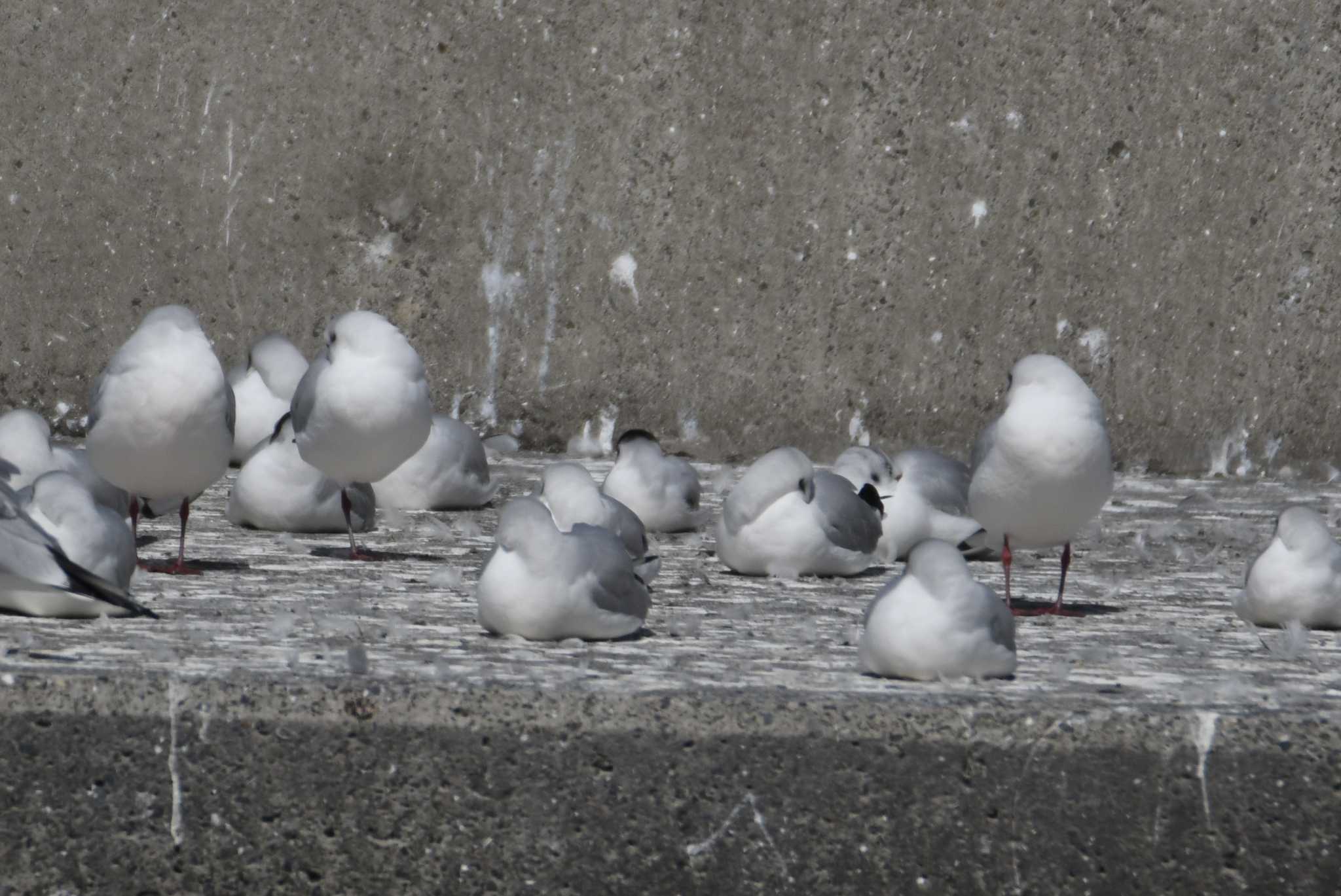 Photo of Little Gull at Choshi Fishing Port by あひる