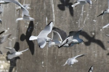 ユリカモメ 銚子漁港 2023年3月11日(土)