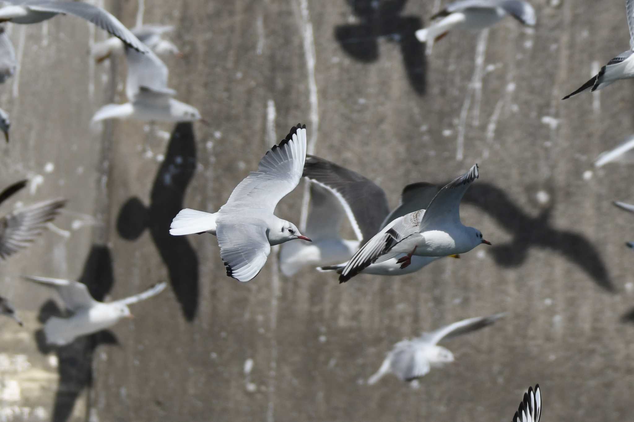 Photo of Black-headed Gull at Choshi Fishing Port by あひる