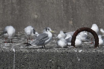 ミツユビカモメ 銚子漁港 2023年3月11日(土)