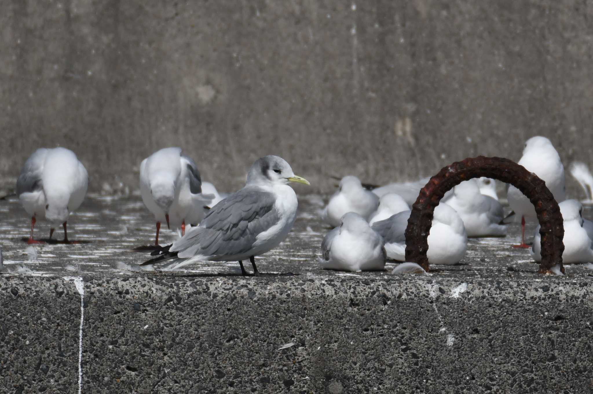 Black-legged Kittiwake