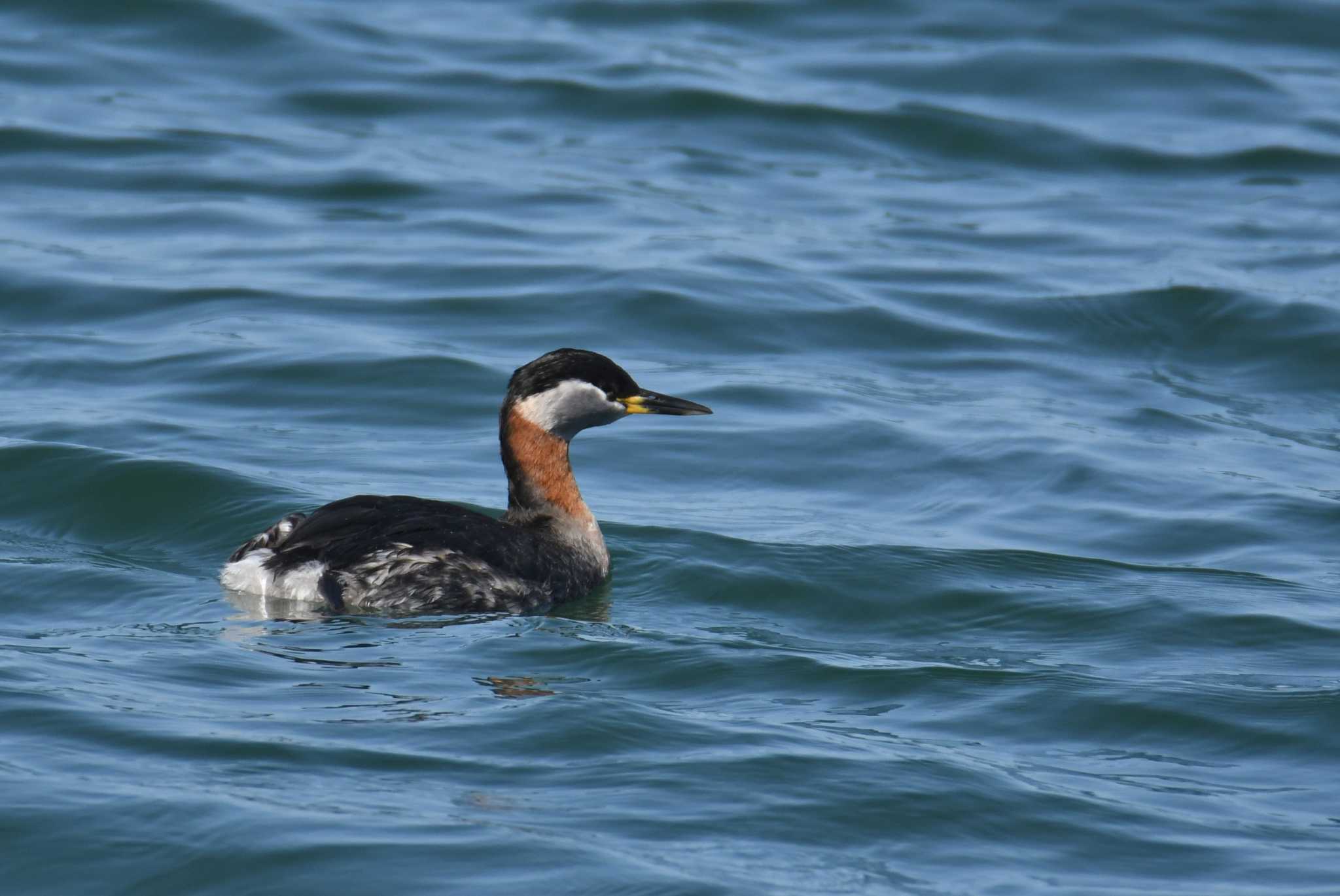 Red-necked Grebe