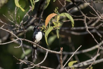 ヨコフリオウギビタキ ケアンズ墓地(Cairns) 2018年5月4日(金)