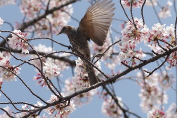 ヒヨドリ 上野恩賜公園 2023年4月1日(土)