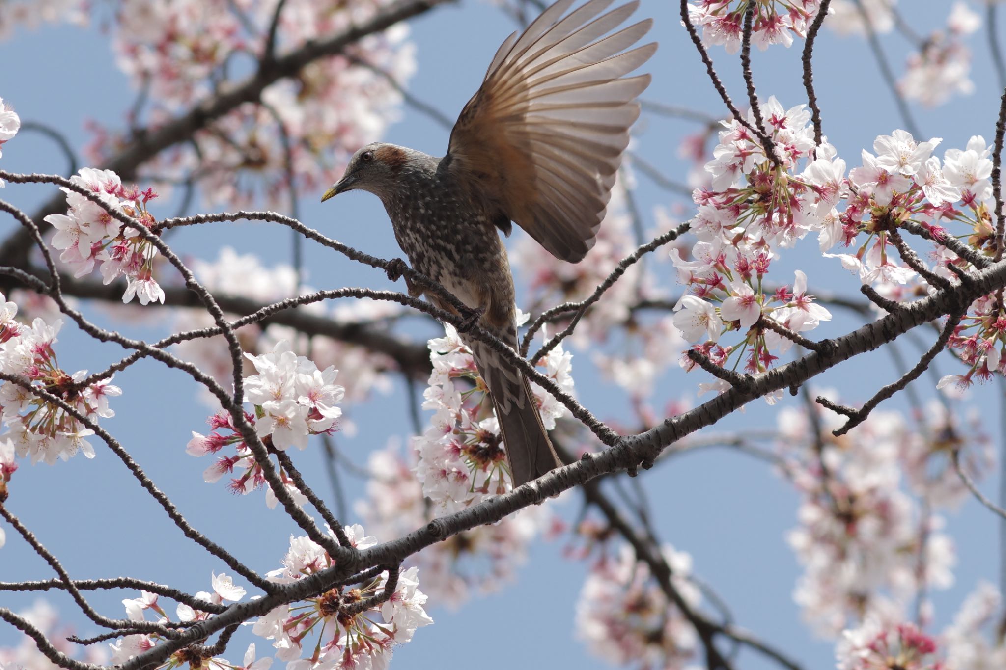 Photo of Brown-eared Bulbul at Ueno Park by しいな