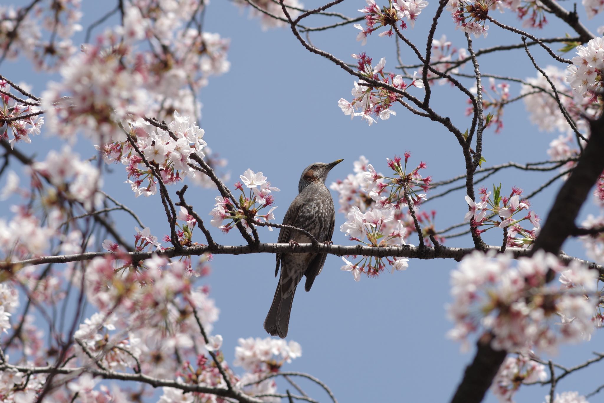 Photo of Brown-eared Bulbul at Ueno Park by しいな