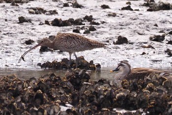 2023年4月2日(日) 葛西臨海公園の野鳥観察記録