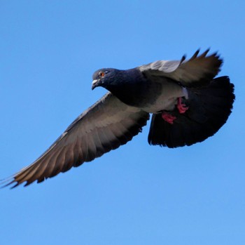 Rock Dove Ueno Park Sun, 3/19/2023