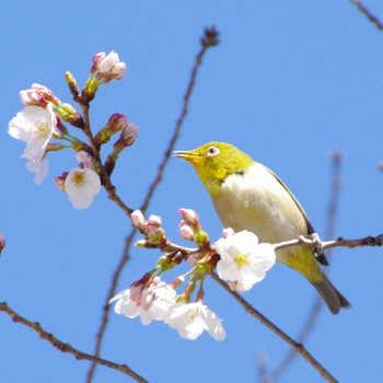 メジロ 上野恩賜公園 2023年3月19日(日)