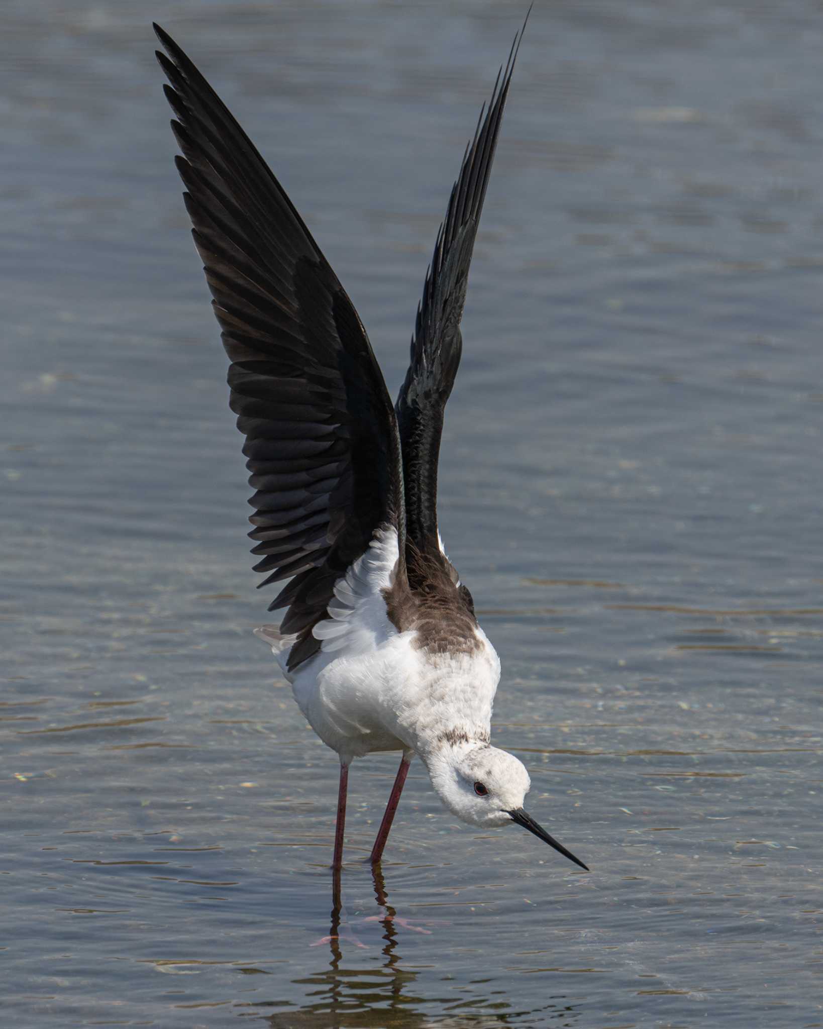 Photo of Black-winged Stilt at  by My