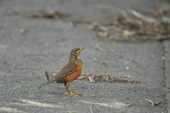 Izu Thrush Miyakejima Island Sat, 5/19/2018