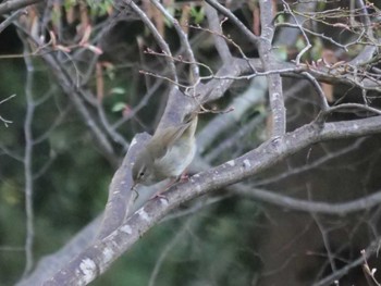 Japanese Bush Warbler 自宅 Tue, 4/4/2023