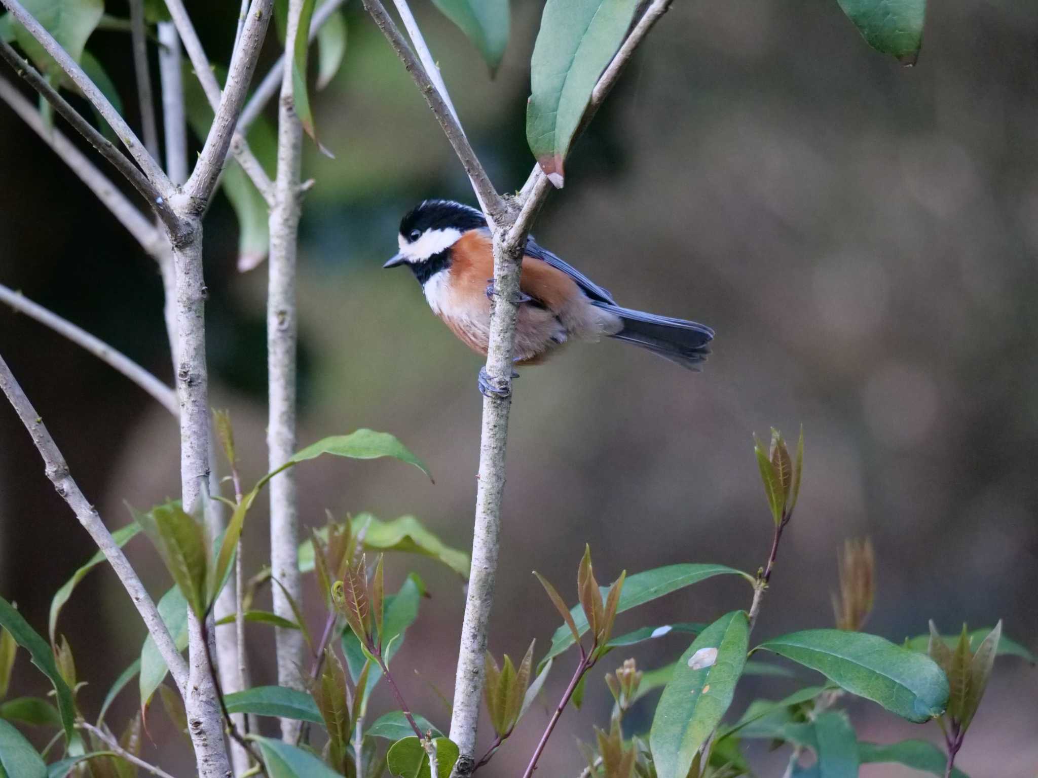 Photo of Varied Tit at 自宅 by little birds