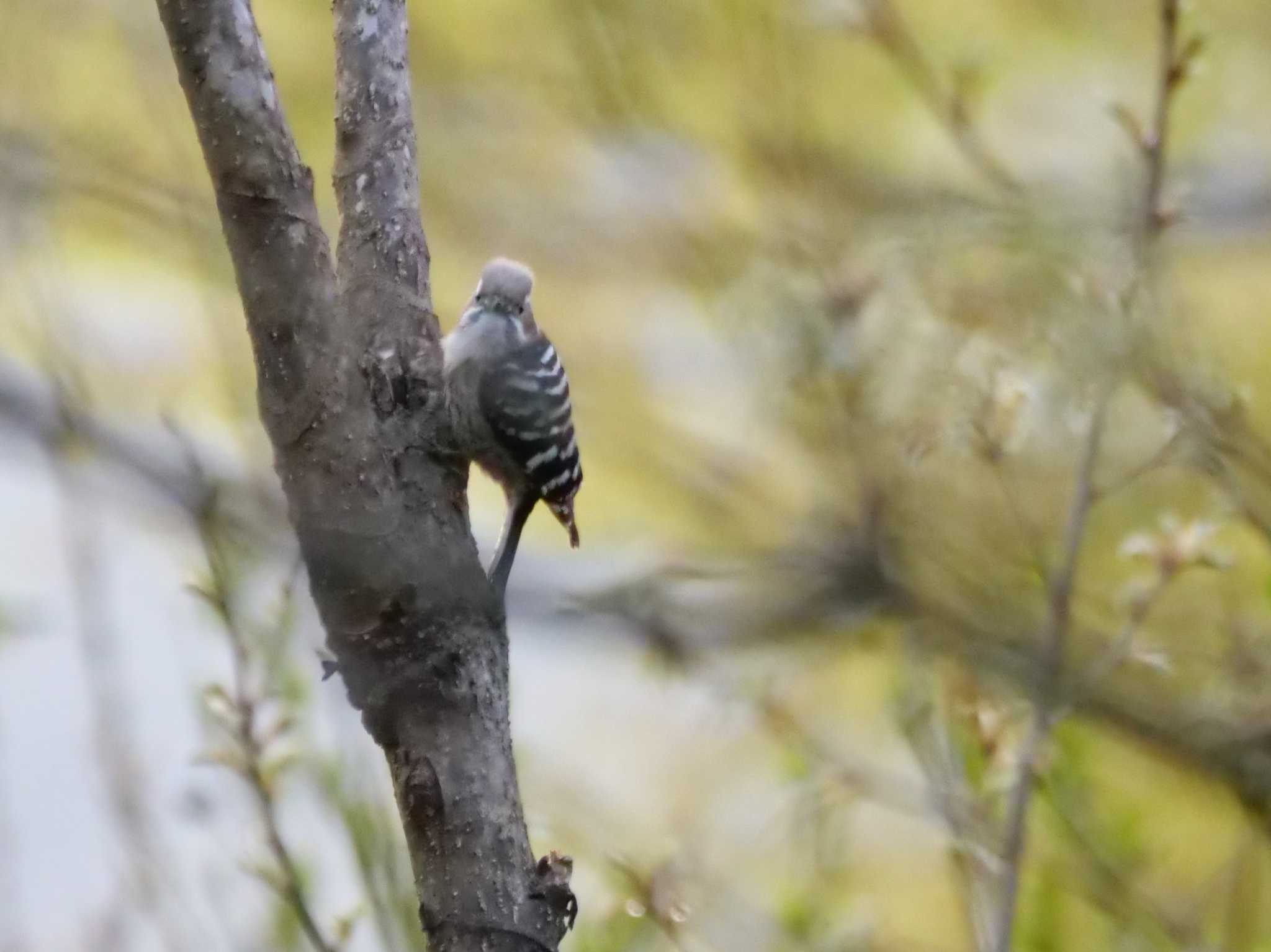 山は夜明け前。　野鳥3態。　おはよー。 by little birds