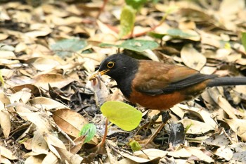 Izu Thrush Miyakejima Island Sat, 5/19/2018