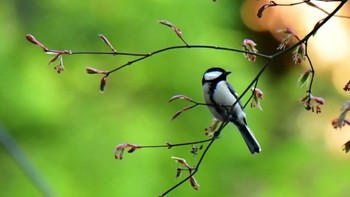 Japanese Tit 小國神社周辺 Sun, 4/2/2023