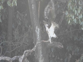 Osprey 上石津ミサンザイ古墳(お堀) Mon, 4/3/2023