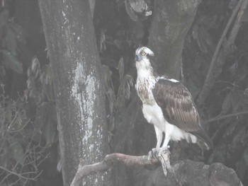 Osprey 上石津ミサンザイ古墳(お堀) Mon, 4/3/2023