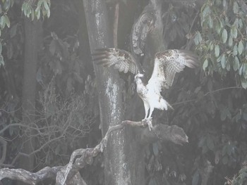 Osprey 上石津ミサンザイ古墳(お堀) Mon, 4/3/2023