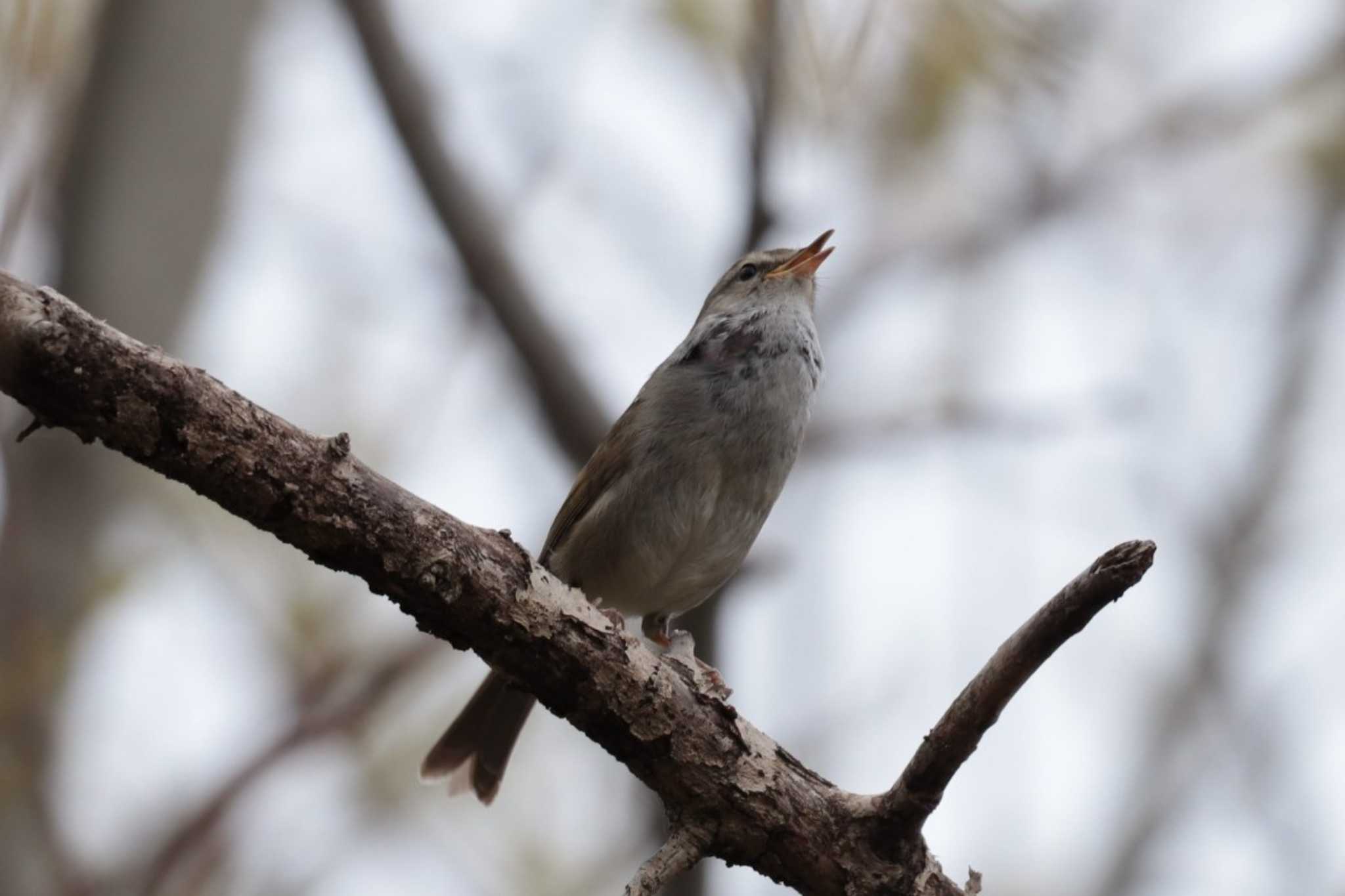 Japanese Bush Warbler